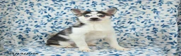 Alaskan Klee Kai dogs for sale: Kodiak - Ad 2