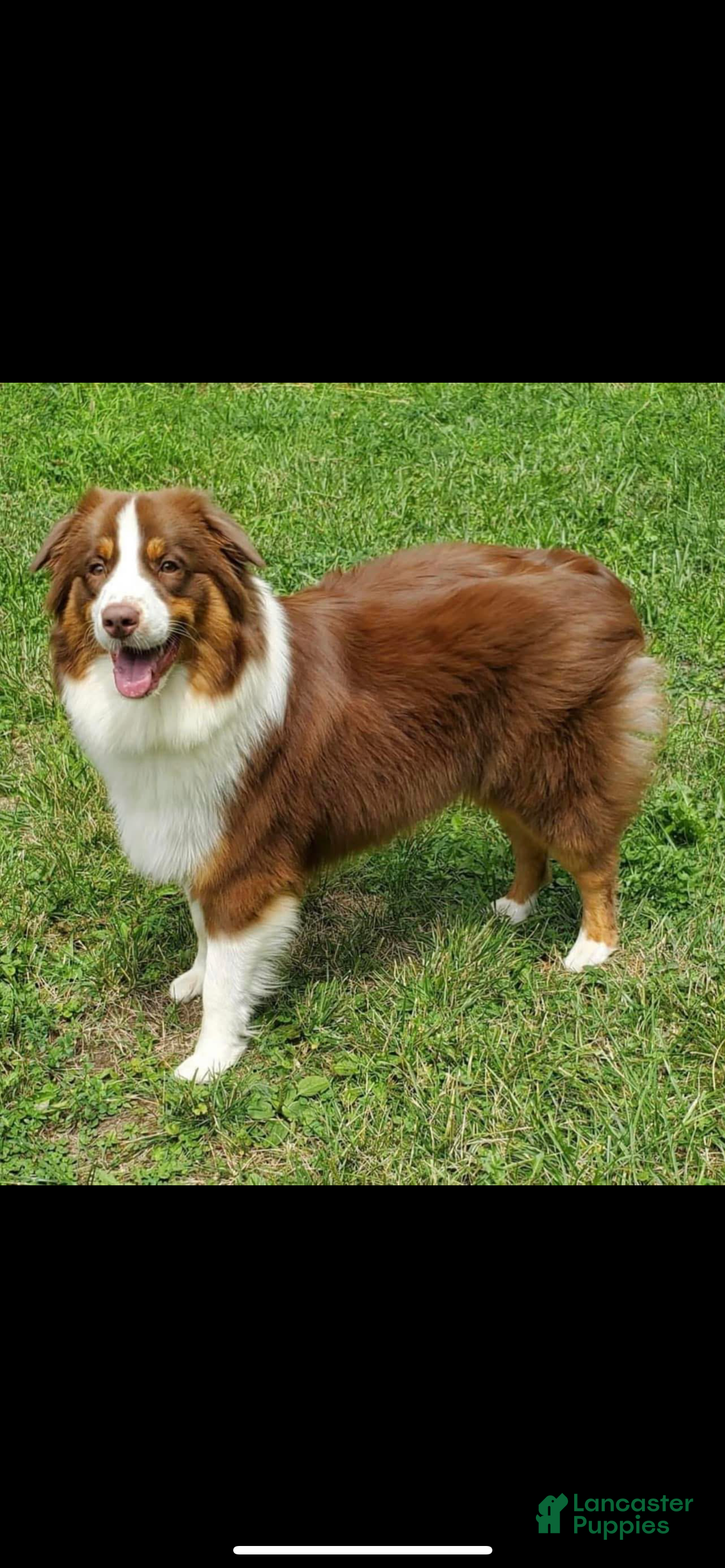 Banjo