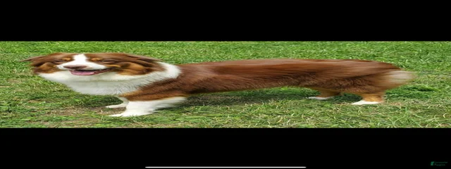 Banjo