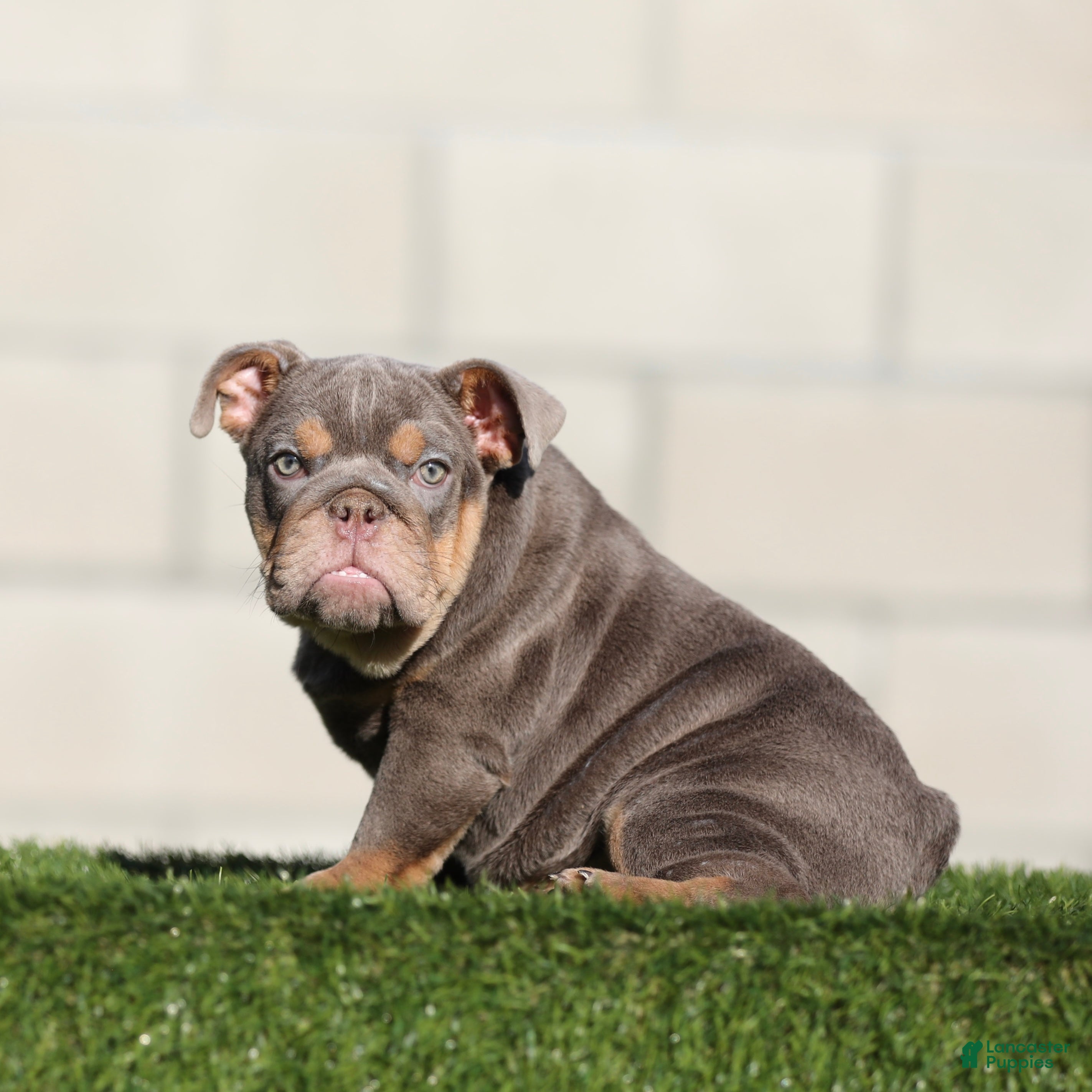 English Bulldog dogs English Bulldog 2 - Ad 14