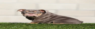 English Bulldog 2