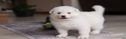 Samoyed dogs for sale: Alvin - Ad 12