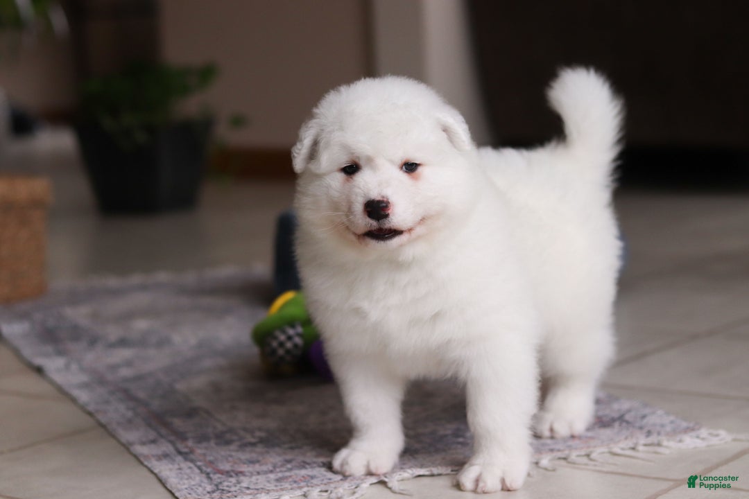 Samoyed dogs for sale: Alvin - Ad 12