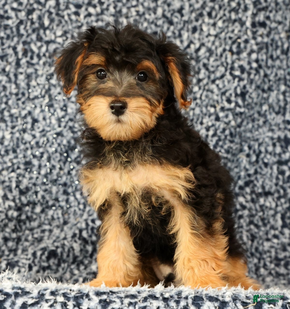 Yorkiepoo dogs Zip - Ad 1