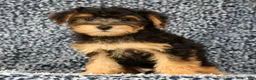 Yorkiepoo dogs for sale: Zip - Ad 1
