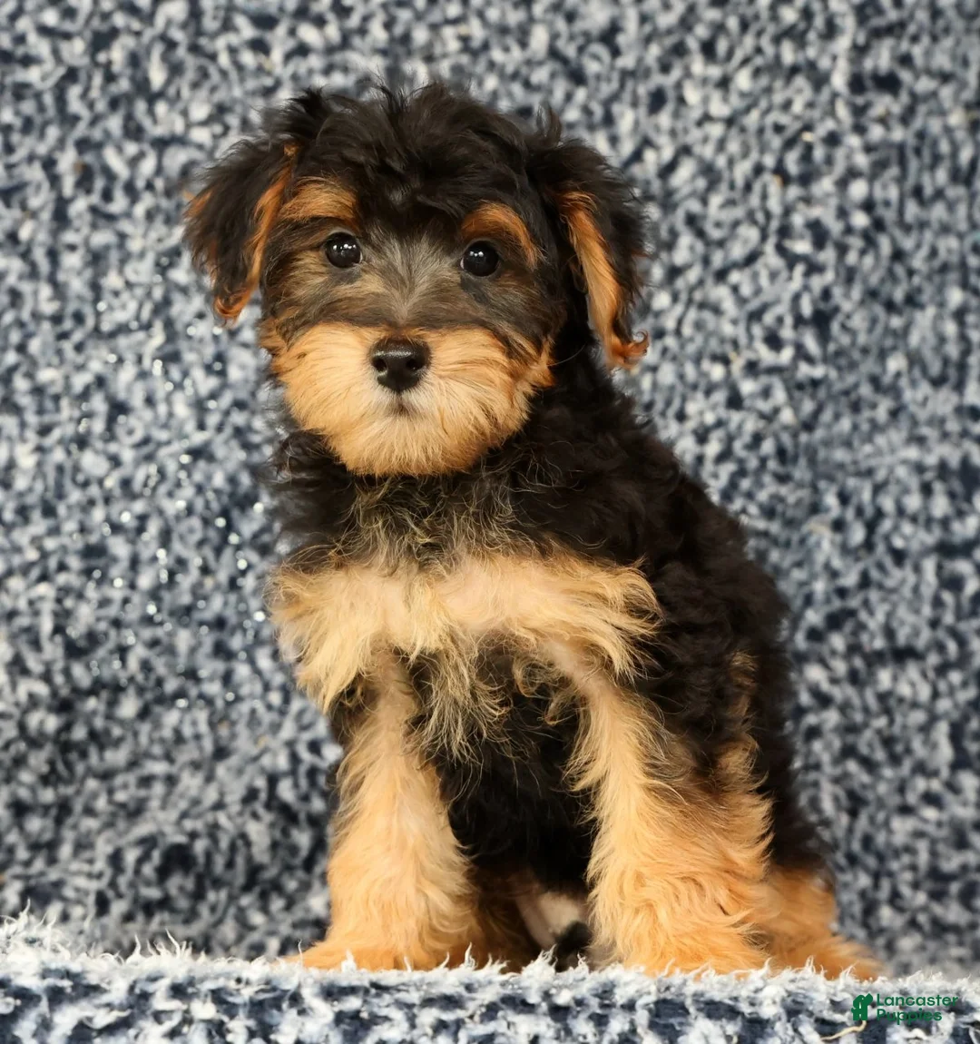 Yorkiepoo dogs for sale: Zip - Ad 1