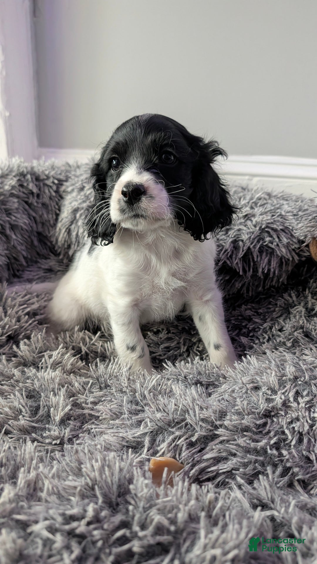 Cockapoo dogs for sale: Griffin (F2b) - Ad 1