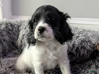 Cockapoo dogs Griffin (F2b) - Ad 7