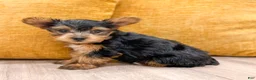 Yorkshire Terrier dogs for sale: Bear - Ad 3