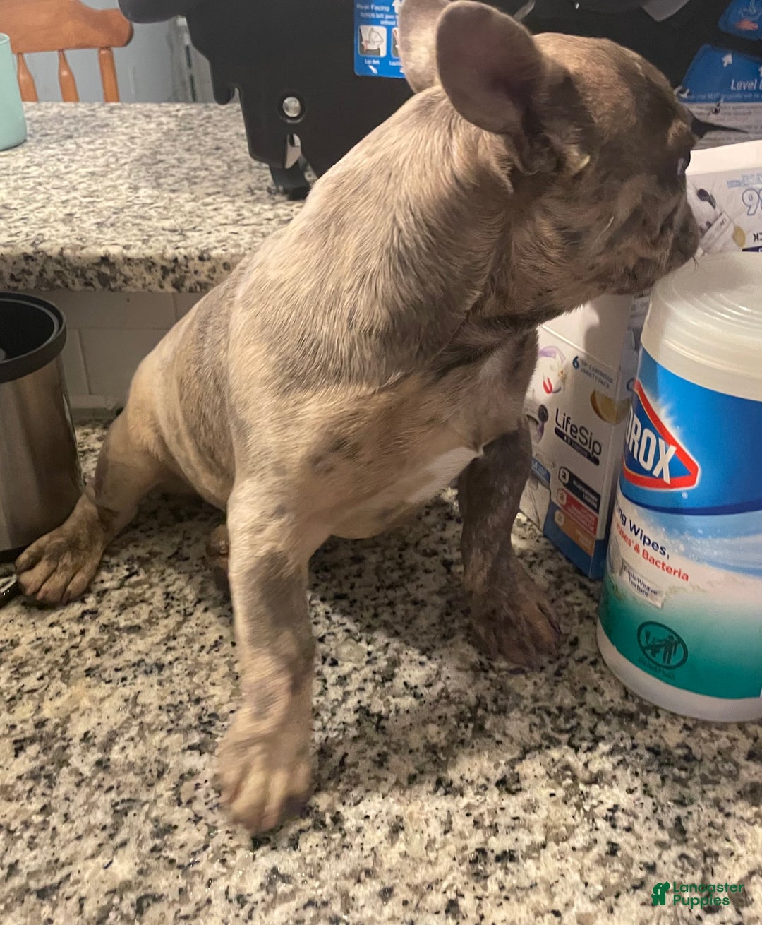 French Bulldog dogs for sale: French Bulldog Puppy 1 - Ad 2