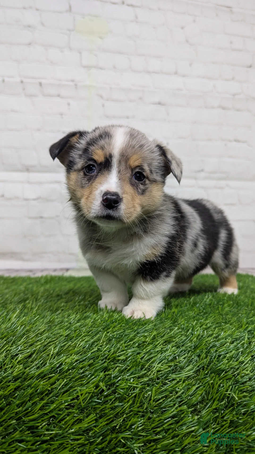Welsh Corgi Pembroke dogs for sale: Alli - Ad 1