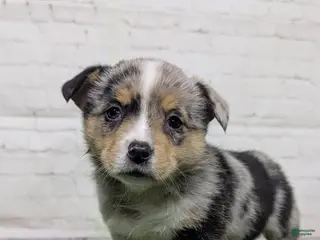 Welsh Corgi Pembroke dogs Alli - Ad 11