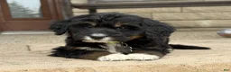 Bernedoodle dogs for sale: Bernedoodle Puppy Hazel - Ad 4