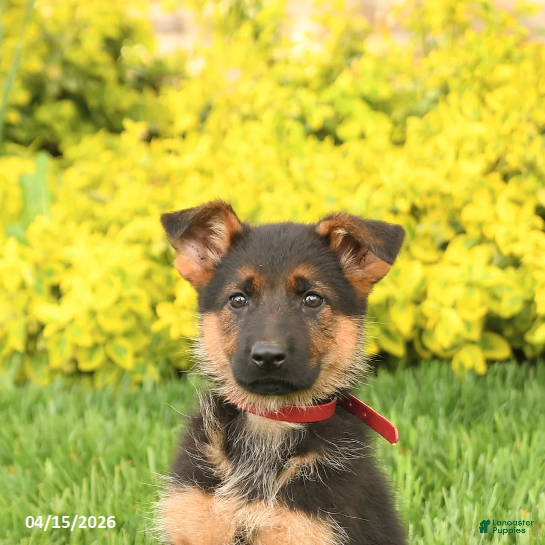 German Shepherd dogs for sale: Gloria - Ad 3