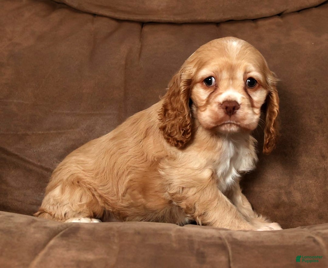 Cocker Spaniel dogs for sale: Holly - Ad 5