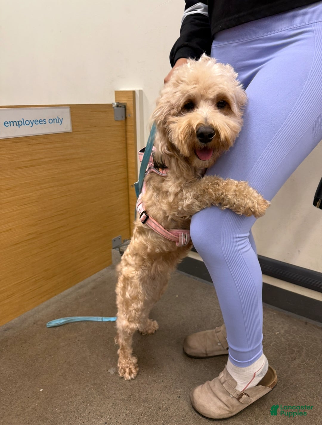 Mixed Breed dogs for sale: Mixed Breed Puppy 4 - Ad 3