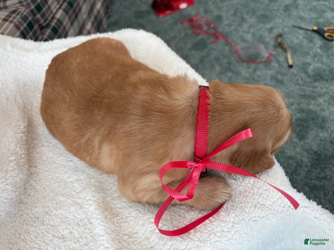 Golden Retriever dogs for sale: Indie  - Ad 2