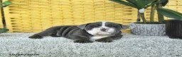 English Bulldog dogs for sale: Arlo - Ad 3