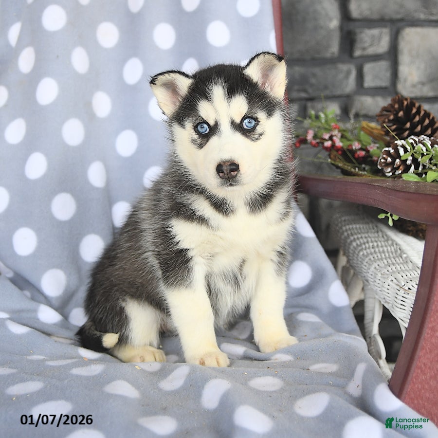 Siberian Husky dogs Clover - Ad 21