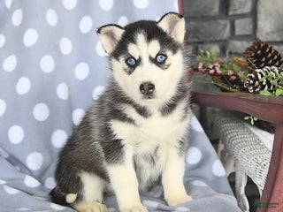 Siberian Husky dogs Clover - Ad 22