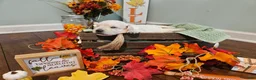 Labradoodle dogs for sale: White Female Labradoodle - Ad 3