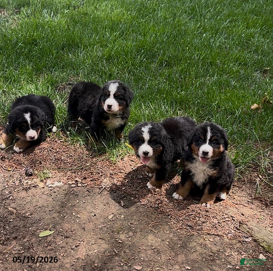 Bernese Mountain Dog dogs Callie - Ad 2