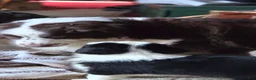 Australian Shepherd dogs for sale: Australian Shepherd Puppy 10 - Ad 4