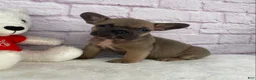 French Bulldog dogs for sale: Sady - Ad 5