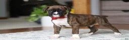 Boxer dogs for sale: Tyson - Ad 2