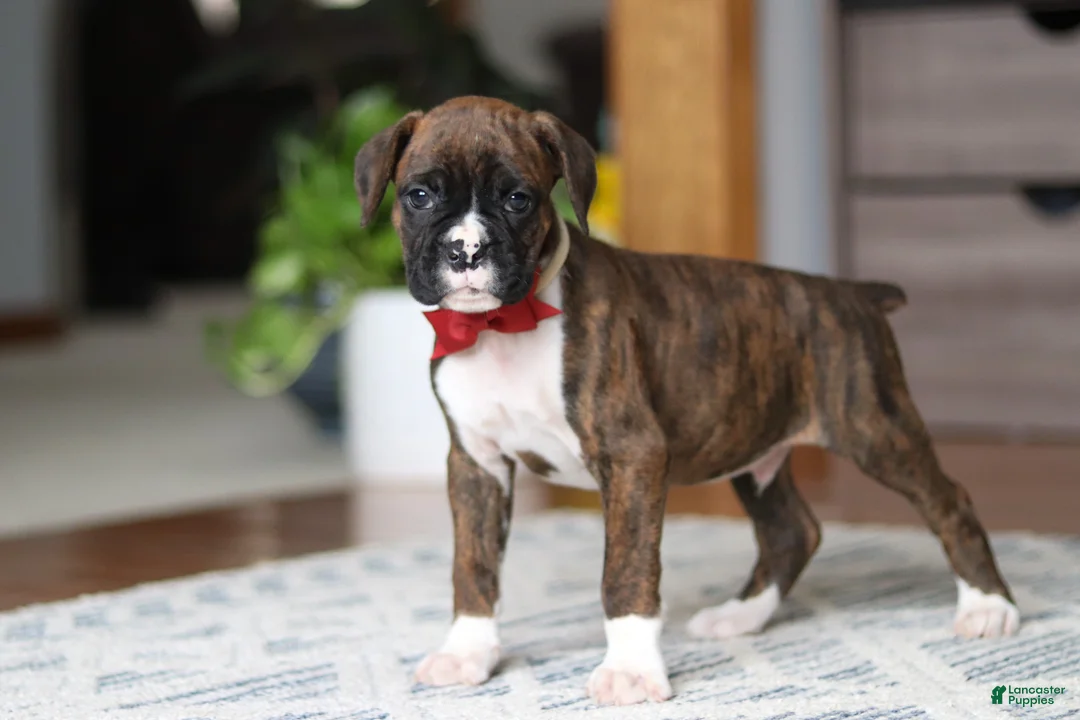 Boxer dogs for sale: Tyson - Ad 2
