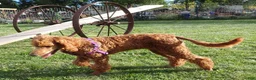 Standard Poodle dogs for sale: Azza - Ad 4
