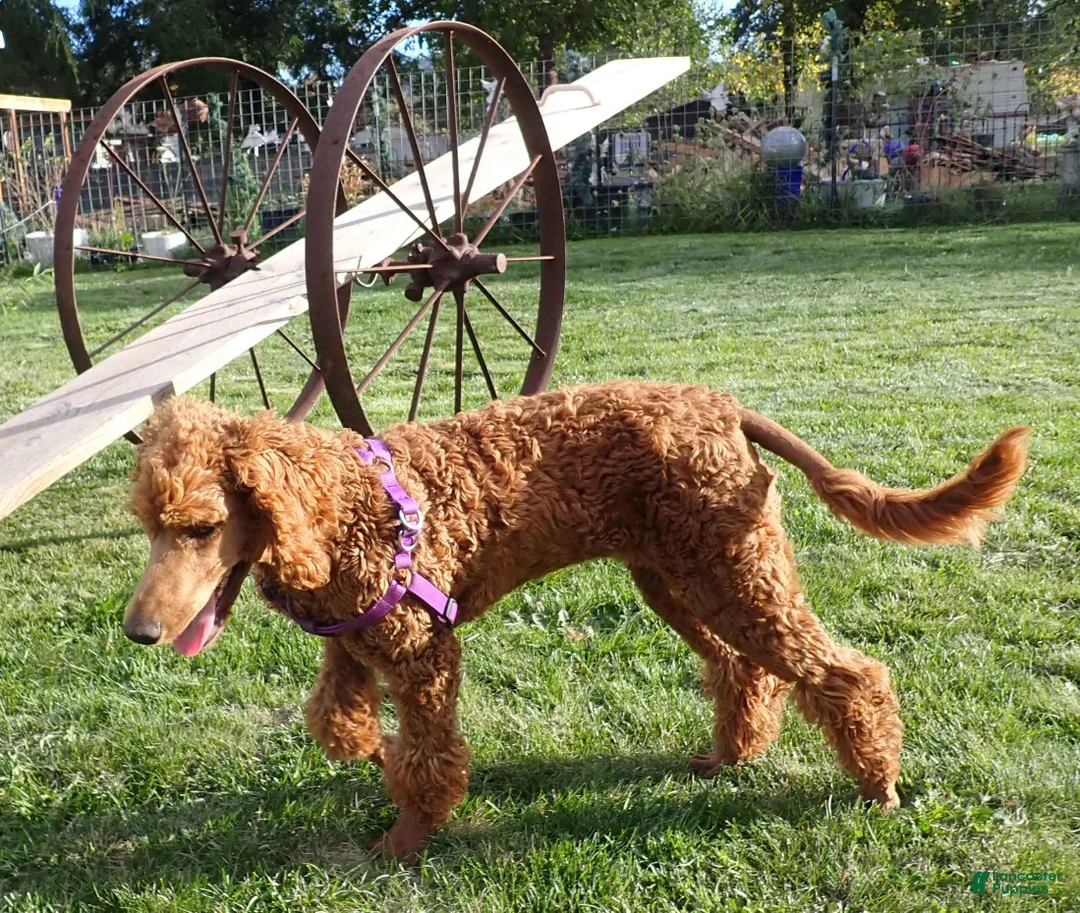 Standard Poodle dogs for sale: Azza - Ad 4