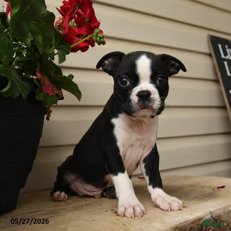 Boston Terrier dogs Dusty - Ad 1