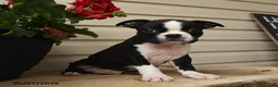 Boston Terrier dogs for sale: Dusty - Ad 1