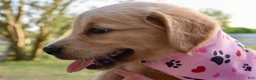 Golden Retriever dogs for sale: Pink Girl 4 - Ad 7