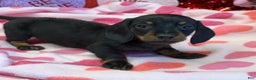 Dachshund dogs for sale: Dachshund Puppy 1 - Ad 1