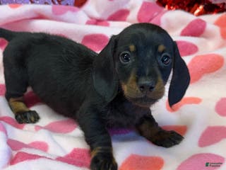 Dachshund dogs Dachshund Puppy 1 - Ad 21