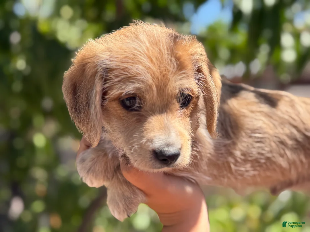 Mixed Breed dogs for sale: Leo  - Ad 1