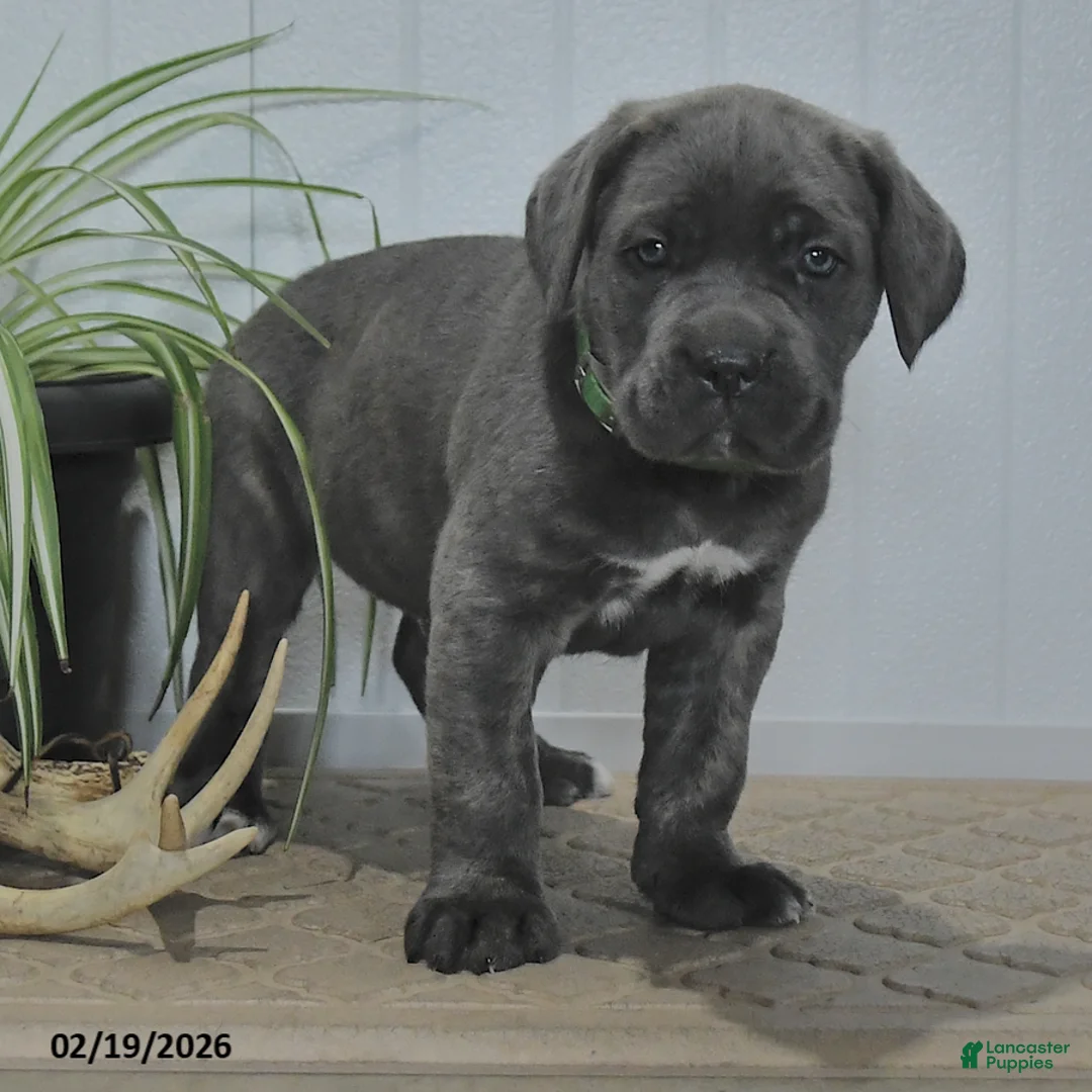 Cane Corso dogs for sale: Gallant - Ad 3