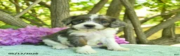 Cavapoo dogs for sale: Muffin  - Ad 1