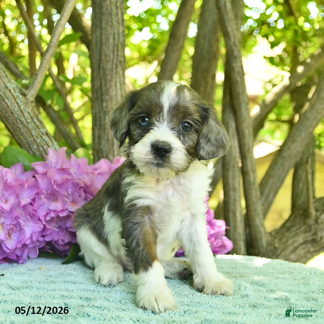 Cavapoo dogs for sale: Muffin  - Ad 1