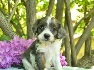 Cavapoo dogs for sale: Muffin - Ad 4