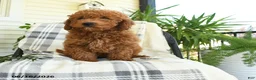 Mini Goldendoodle dogs for sale: Grayson - Ad 5