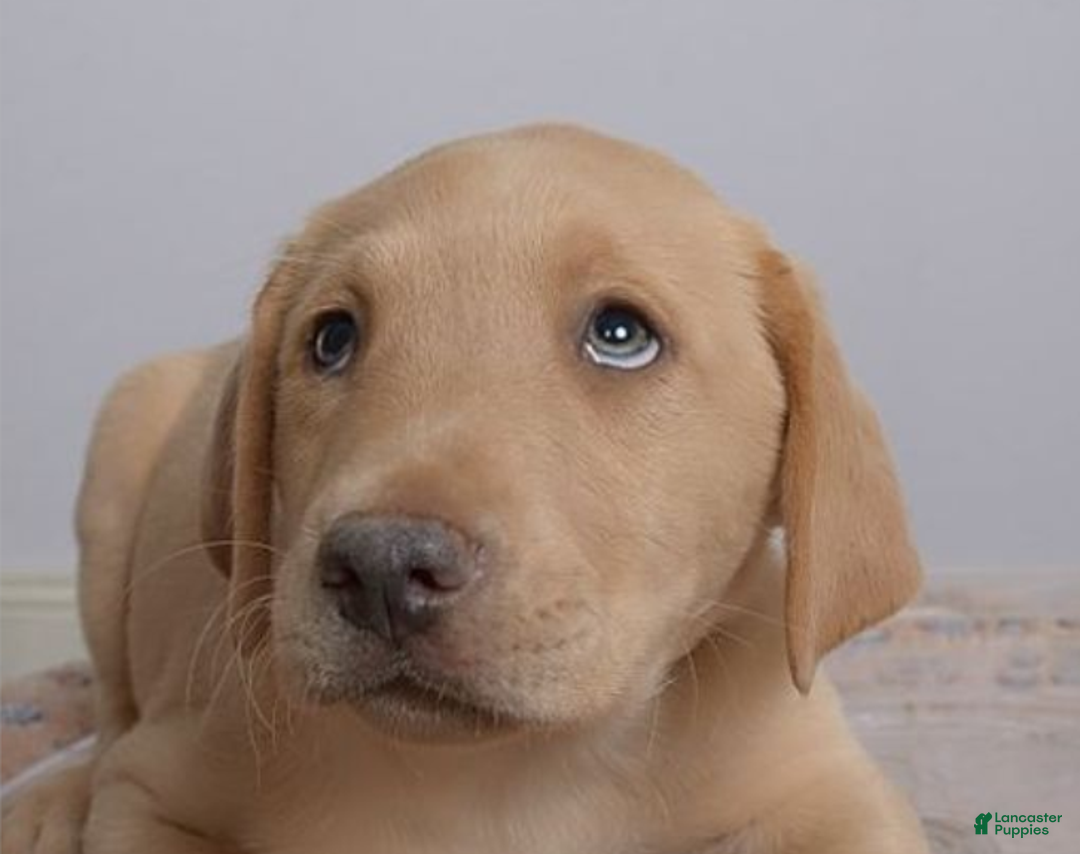 Labrador Retriever dogs for sale: Labrador Retriever Puppy 5 - Ad 3