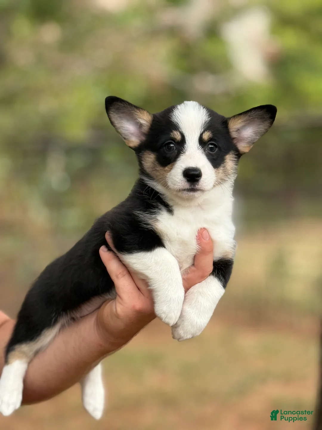 Mixed Breed dogs for sale: Black Girl 1 - Ad 1