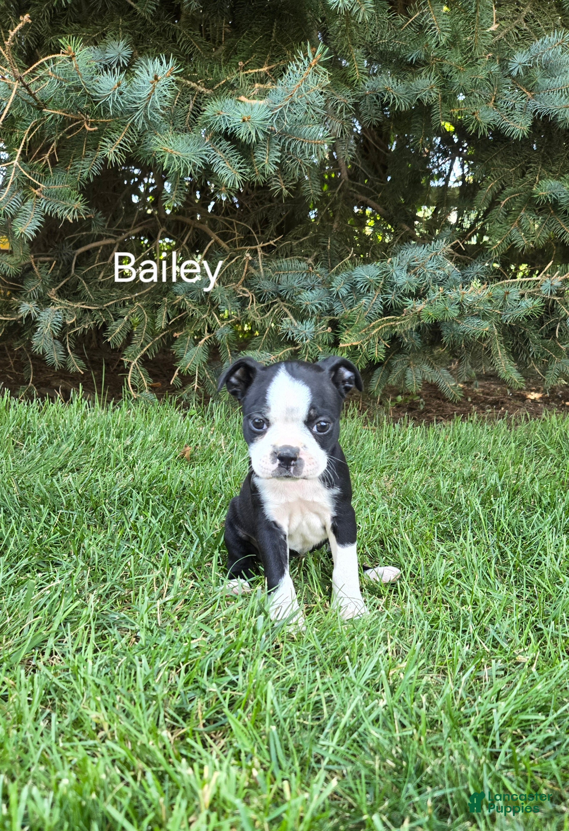 Boston Terrier dogs Bailey - Ad 32