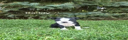 Boston Terrier dogs for sale: Bailey - Ad 1