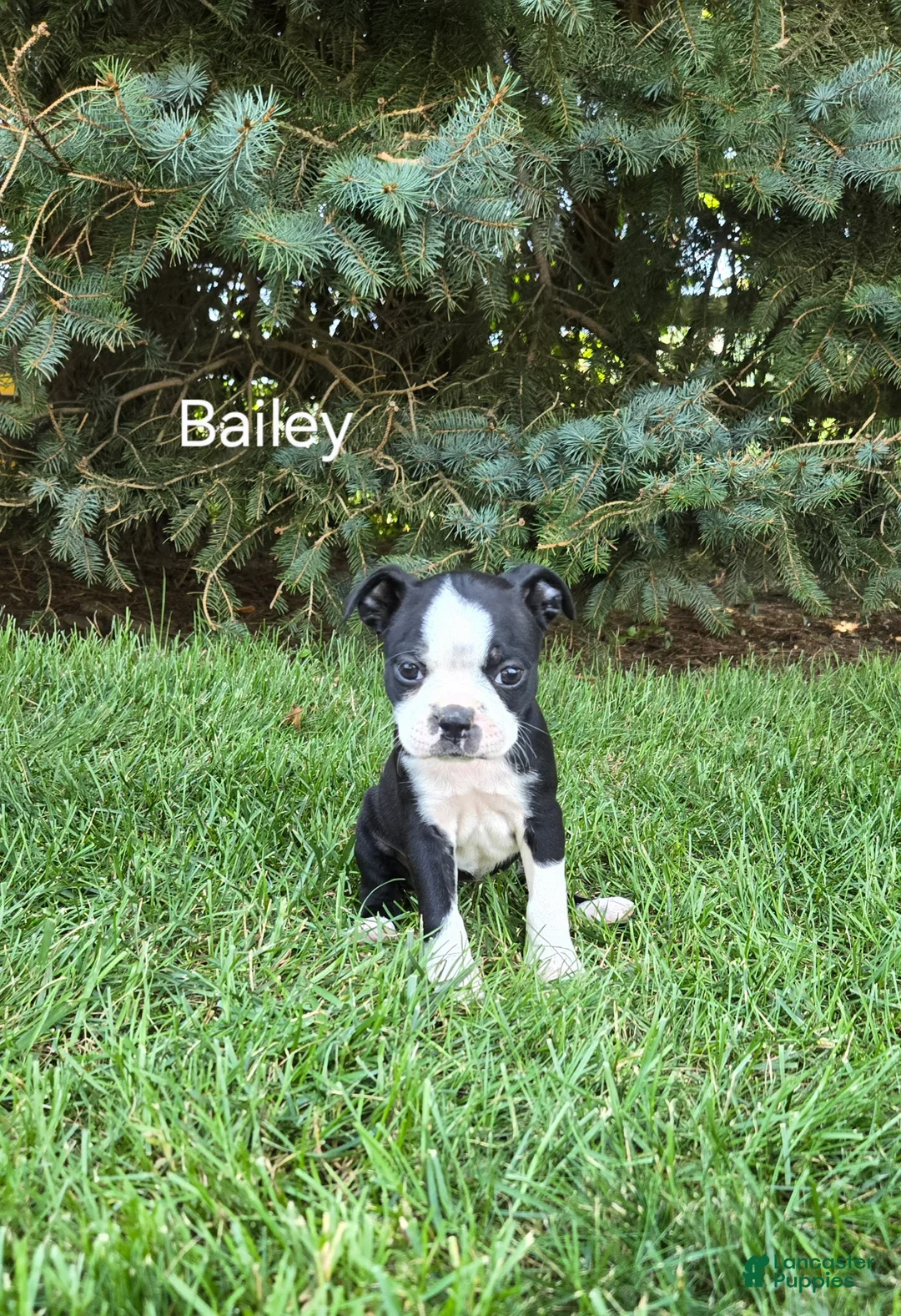 Boston Terrier dogs for sale: Bailey - Ad 1