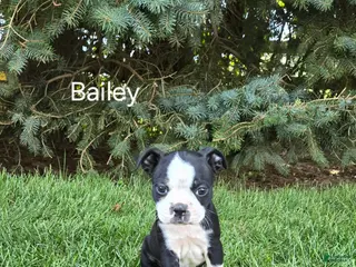 Boston Terrier dogs Bailey - Ad 24