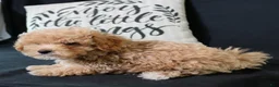 Maltipoo dogs for sale: Max - Ad 14